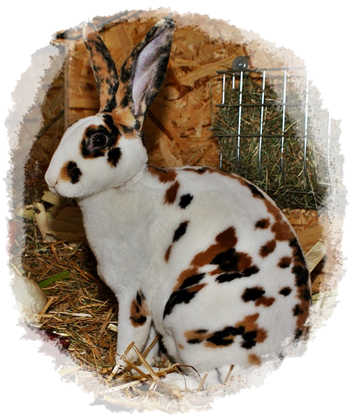 Dreifarben Rex Kaninchen