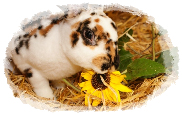 Dreifarben Rex Kaninchen